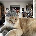 Image result for Tinfoil Hat Cat Meme