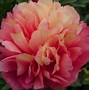 Image result for Peonies Pink Dress