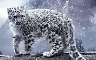 Image result for Snow Leopards in Nature