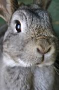 Image result for Rabbit Nose