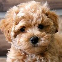 Image result for Maltipoo Girl Puppy