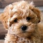 Image result for Tan and White Maltipoo