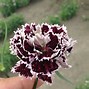 Image result for Dianthus Chinensis