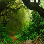 Image result for Amazon Forest HD Wallpaper