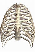 Image result for Skeletal Anatomical Rib Cage
