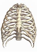 Image result for Drawing of Rib Cage