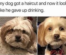 Image result for Animal Memes Clean