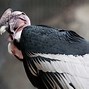 Image result for Gustave White Heads Condor