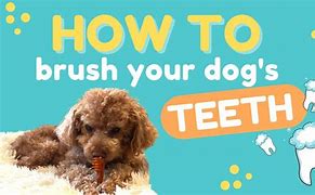 Image result for Dog Teeth Cleaning