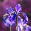 Image result for Purple Flower Shade Plant