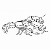 Image result for Realistic Lobster Drawing