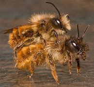 Image result for Male Honey Bee