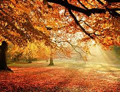 Image result for pictures of autumn colors with fall's angular light