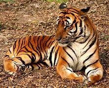 Image result for South Asian Tiger