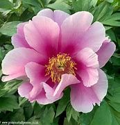 Image result for Blush Peony