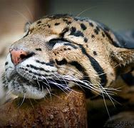 Image result for Sleeping Clouded Leopard