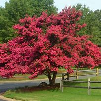 Image result for 5-6 Ft. - Tuscarora Crape Myrtle Tree - Rich Color Meets Easy Growth In California