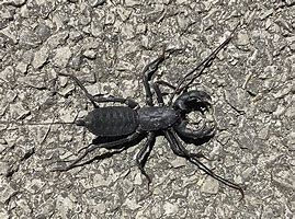 Image result for Scorpion Pincers