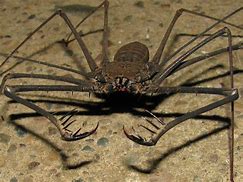 Image result for Tailless Whip Scorpion