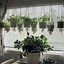 Image result for Hanging Herb Garden Indoor