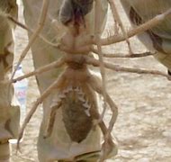 Image result for Giant Spiders in Iraq