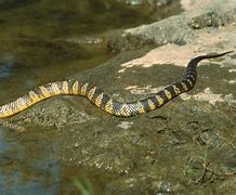 Image result for Tiger Snake
