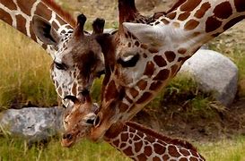 Image result for Bing Giraffe