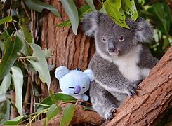 Image result for Australia Zoo Africa