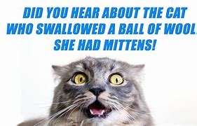 Image result for Telling Jokes Cats
