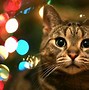 Image result for Christmas Cat Pics