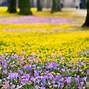 Image result for Spring Flowers Desktop