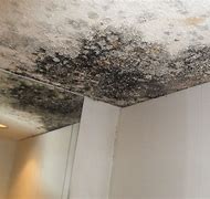 Image result for Mold On Attic Ceiling