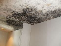 Image result for Killing Mold On Ceiling