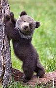 Image result for Cute Bear Hoodie Kawaii for 8 Y