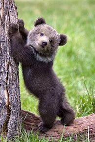 Image result for Cute Bear Hoodie
