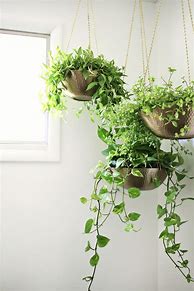 Image result for Aesthetic Hanging Plants