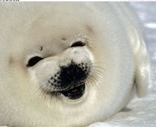 Image result for Baby White Seal