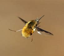 Image result for Small Bee Fly