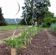 Image result for Tomato Spiral Support Metal Stakes