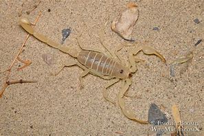 Image result for Sand Scorpion Spider