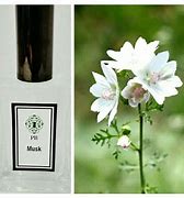 Image result for Musk Scent