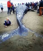 Image result for Dead Whale in Ocean
