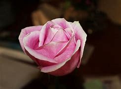Image result for Veja Rose Fluo