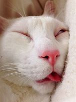 Image result for Sleep Funny