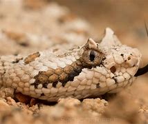 Image result for Sidewinder Rattlesnake
