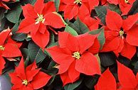 Image result for Poinsettia Christmas Tree
