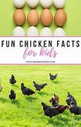Image result for Chicken Fun Facts