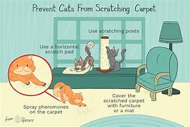 Image result for Stop Cat Scratching