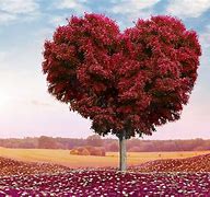 Image result for Red Heart Tree