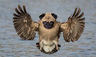 Image result for Weird Animals Funny